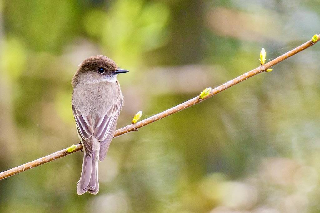 Eastern Phoebe (Sayornis phoebe) by acryptozoo is licensed under CC BY 2.0.